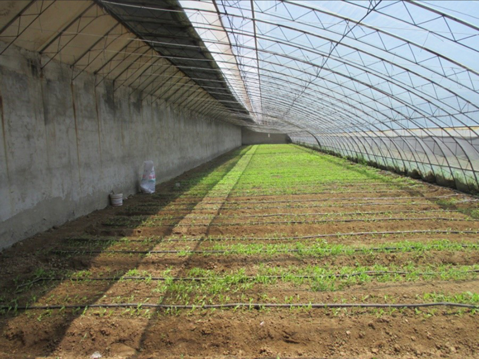 Leafy vegetables grown in a Chinese-style solar greenhouse.