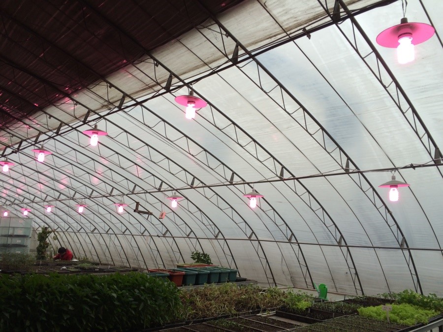 LED lights are tested in a Chinese-Style solar greenhouse