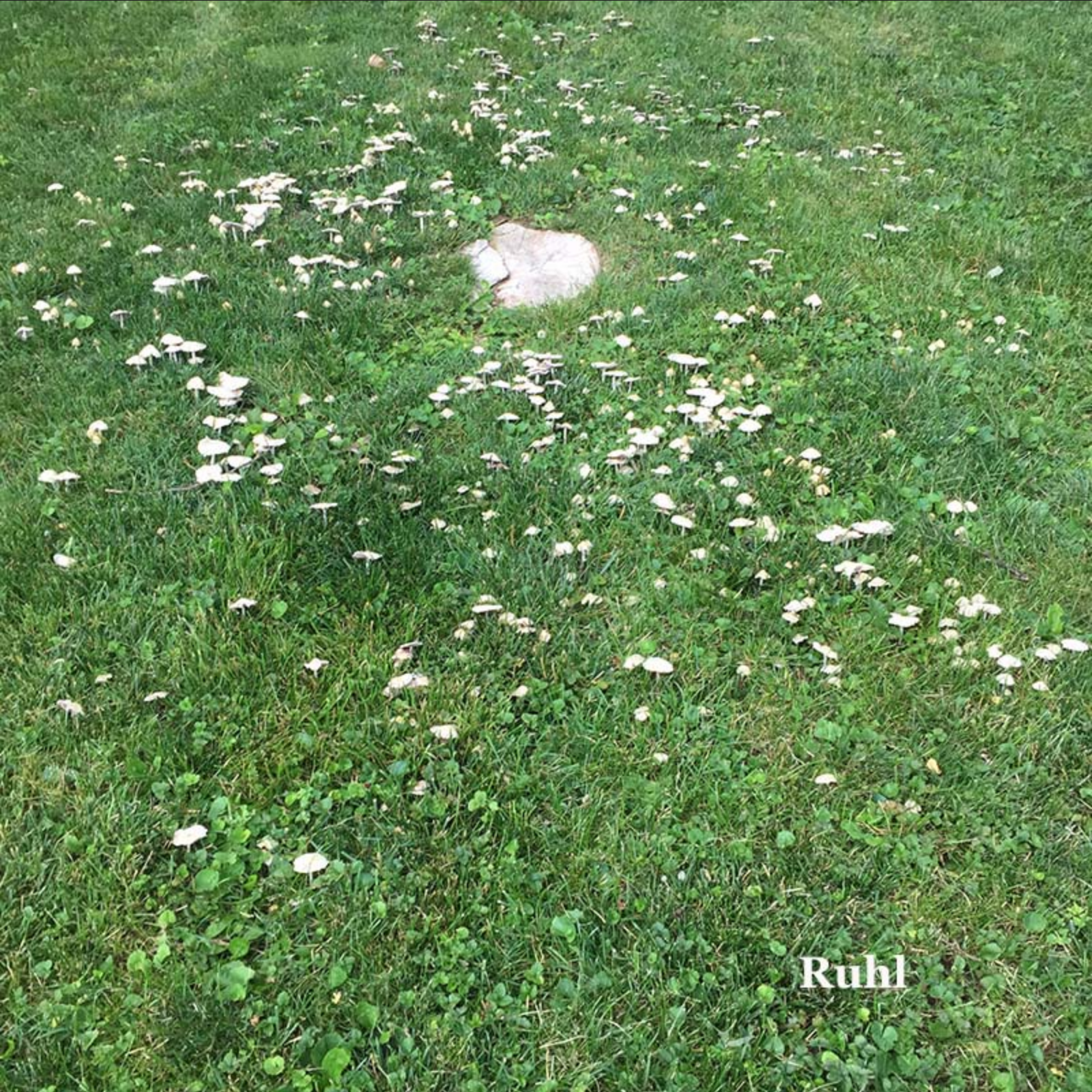 mushrooms in yard