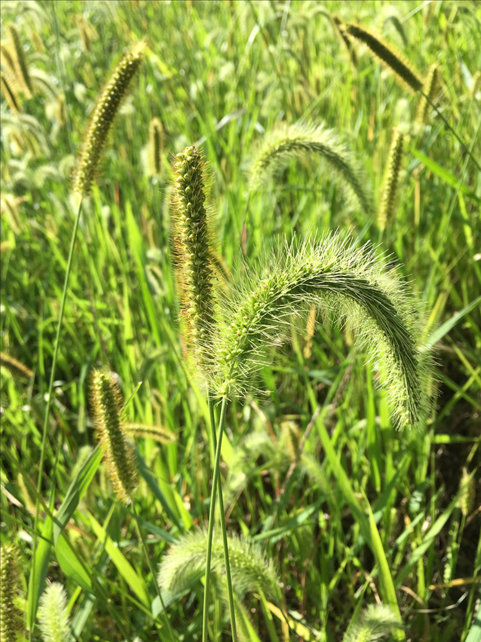Giant and yellow foxtail seedheads side-by-side.