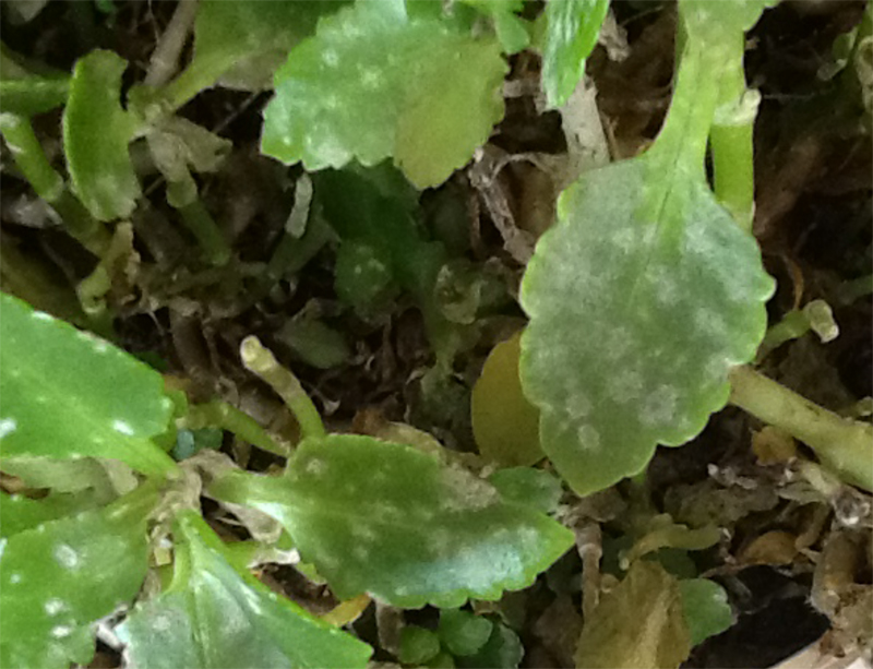 powdery mildew on kalanchoe