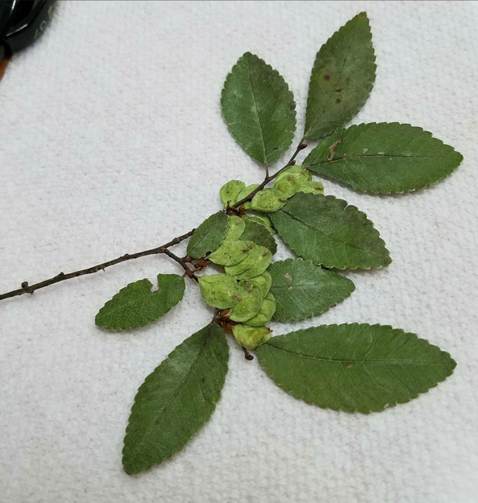 Ulmus parvifoia twig with leaves and fruit
