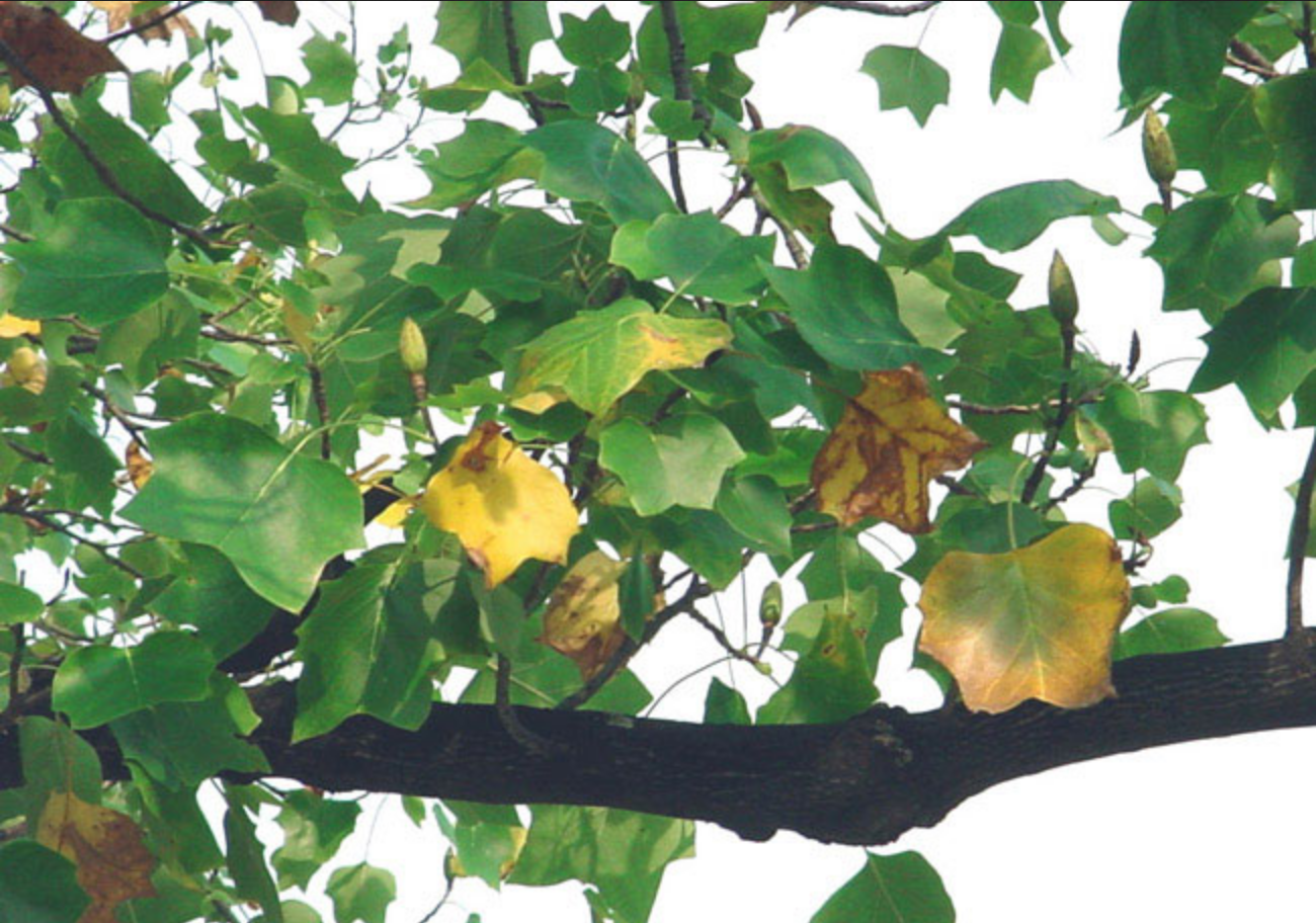 Yellow and brown leaves on a tulip tree branch