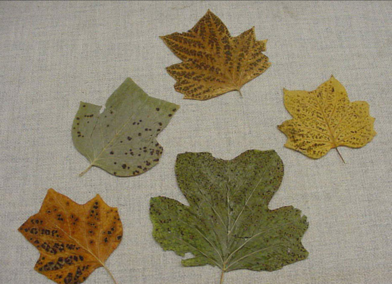 Tulip tree leaves with a leaf spot