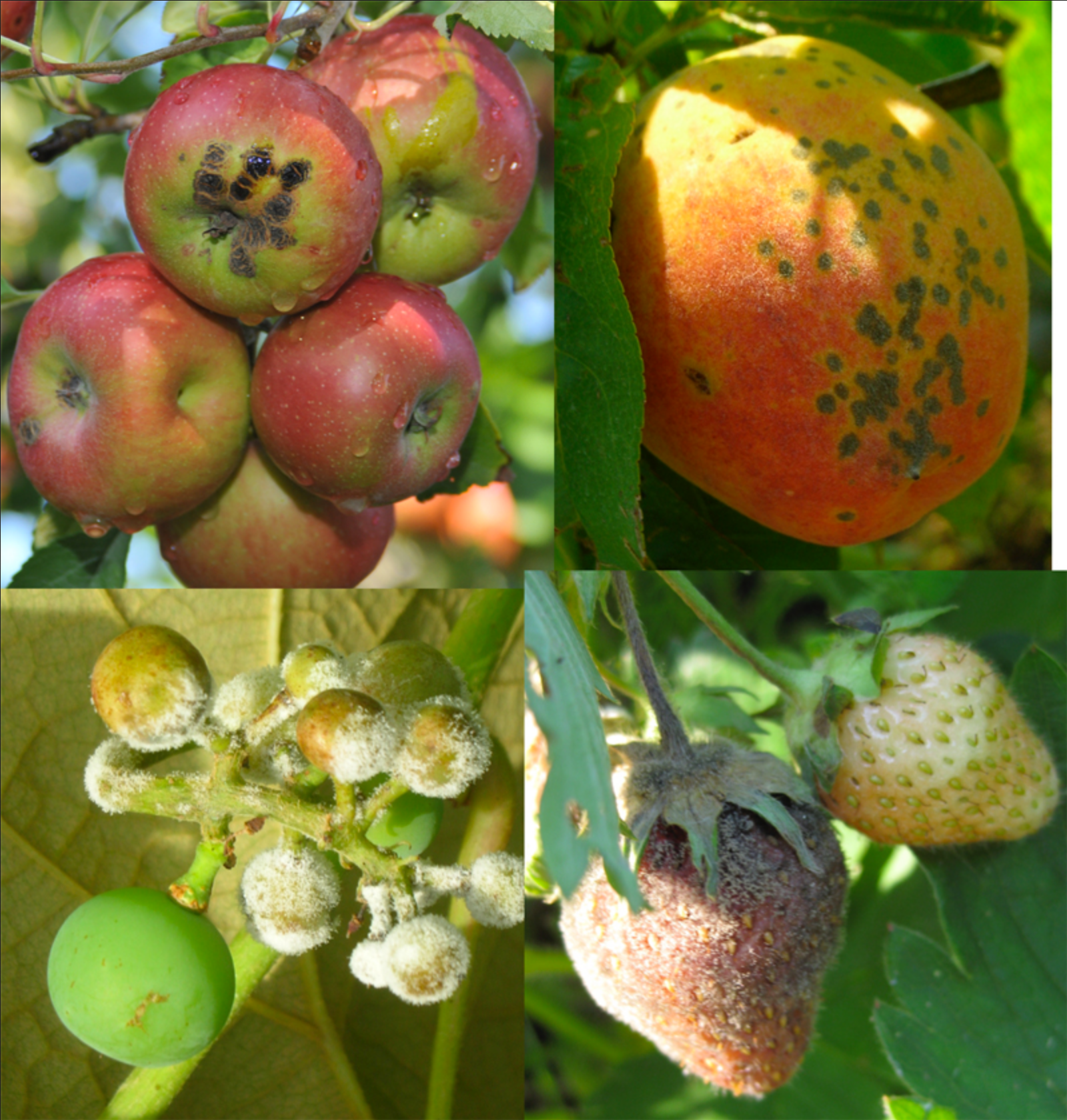 fruit crops are impacted by different pathogens