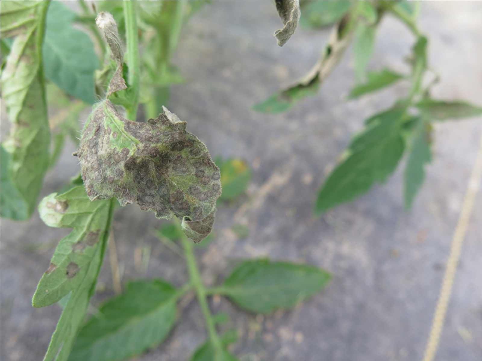 Tomato spotted wilt virus often causes a ringspot lesion on tomato leaves.