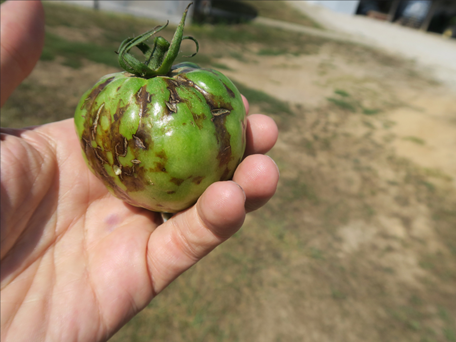 In severe cases, tomato fruit may become distorted by infection with tomato spotted wilt virus.