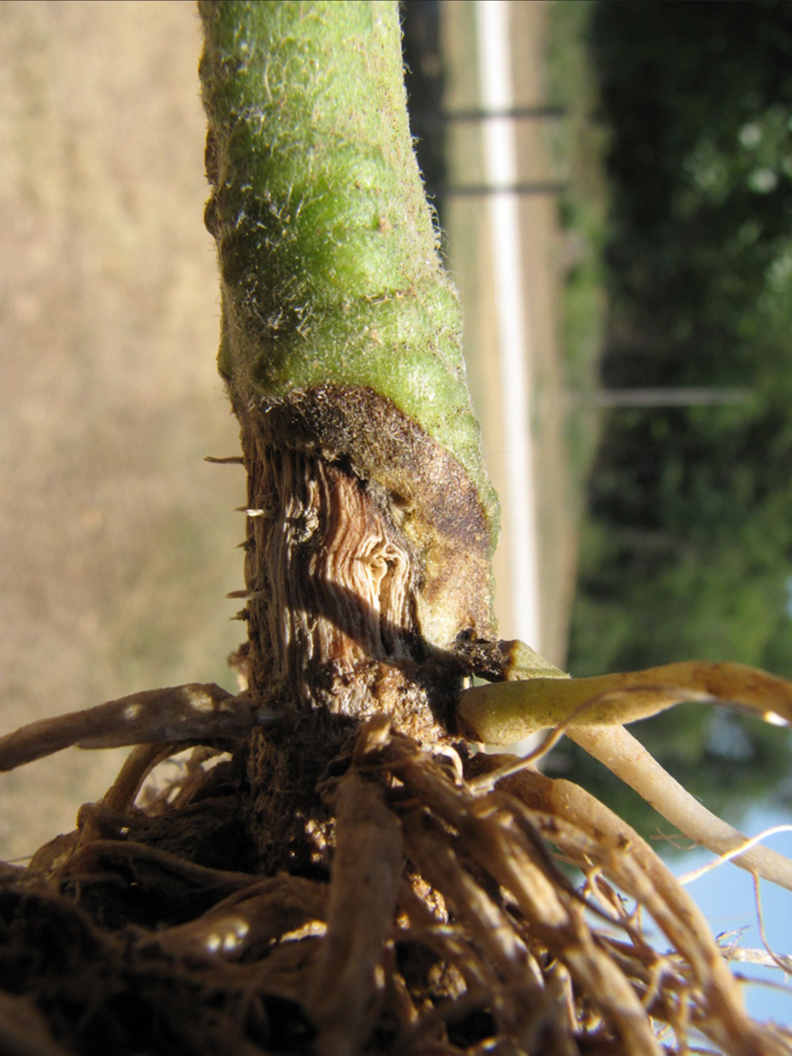 Fusarium crown and root rot of tomato