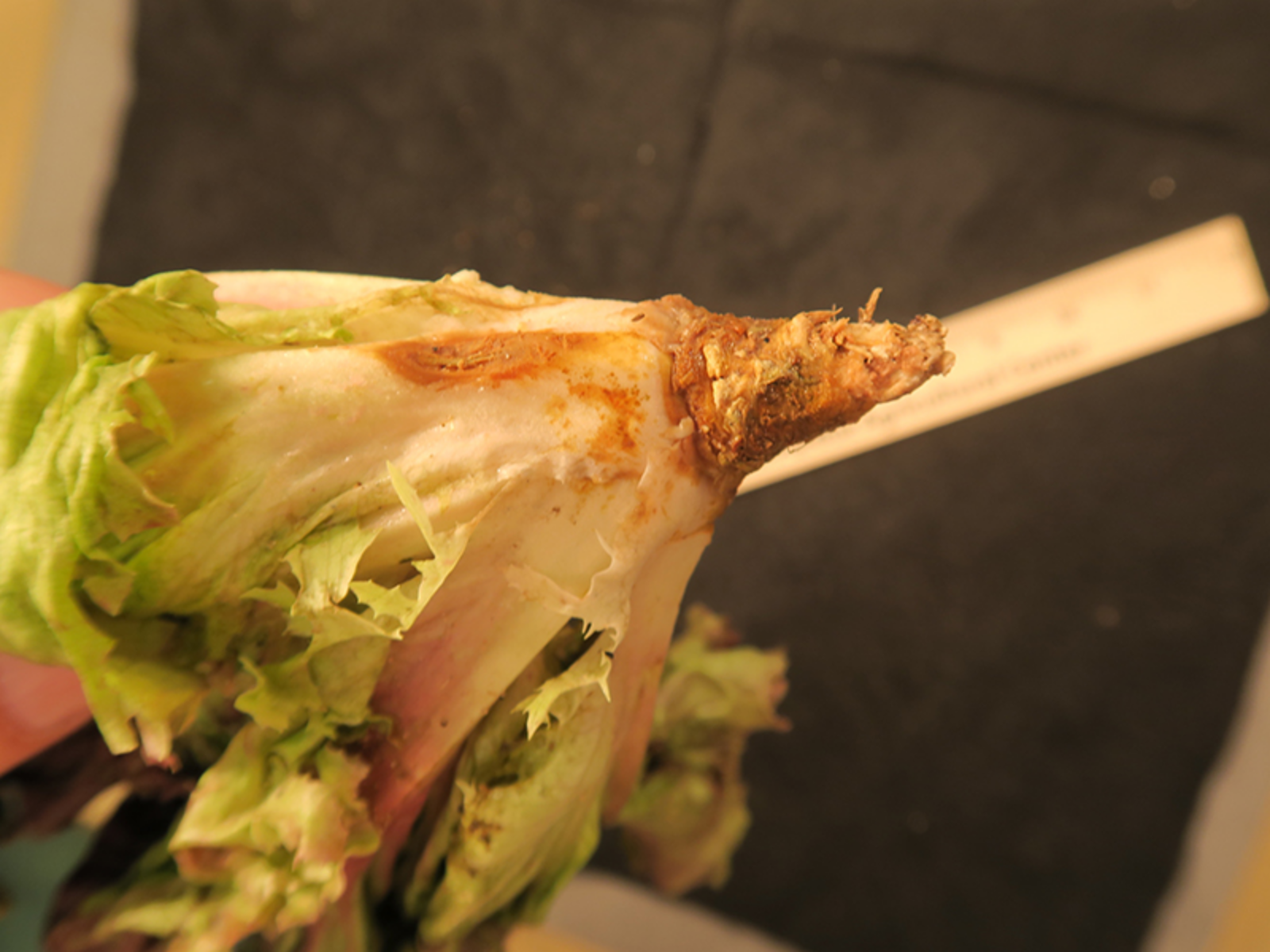 Symptoms of lettuce drop may include brown, rotten lesions on leaf mid-ribs. 