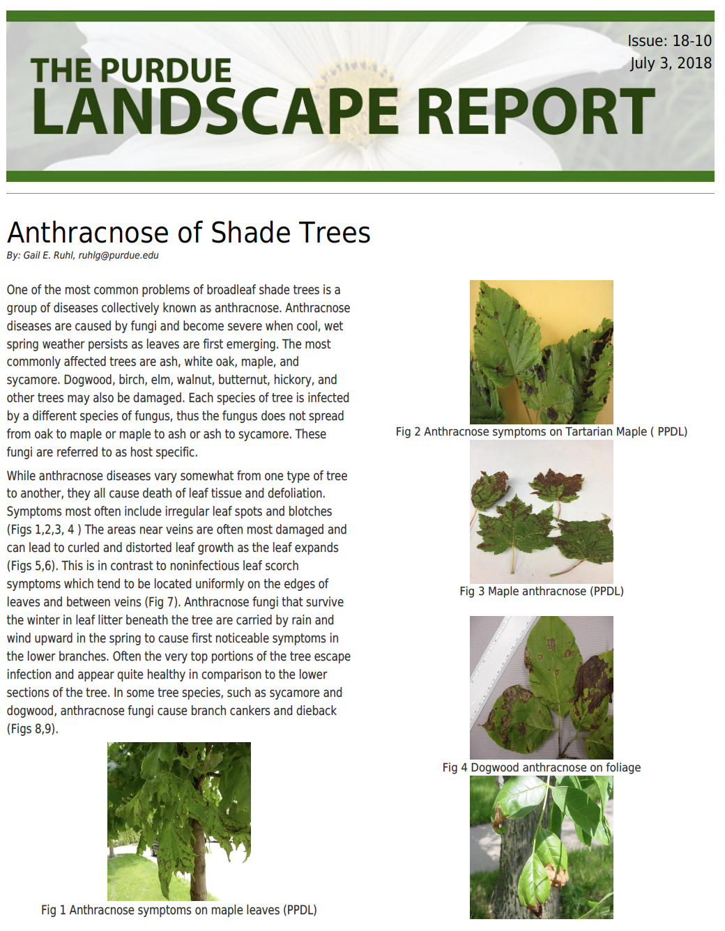 Shade tree Anthracnose