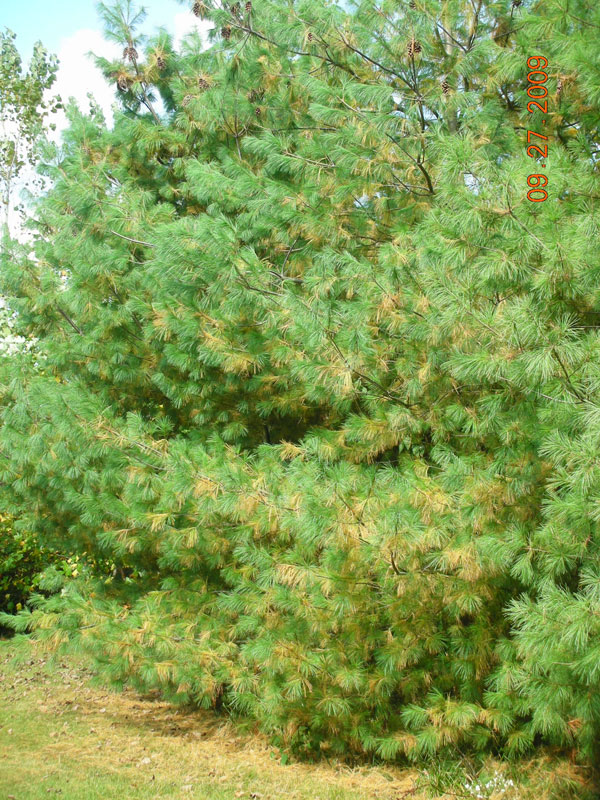 White Pine-natural needle drop