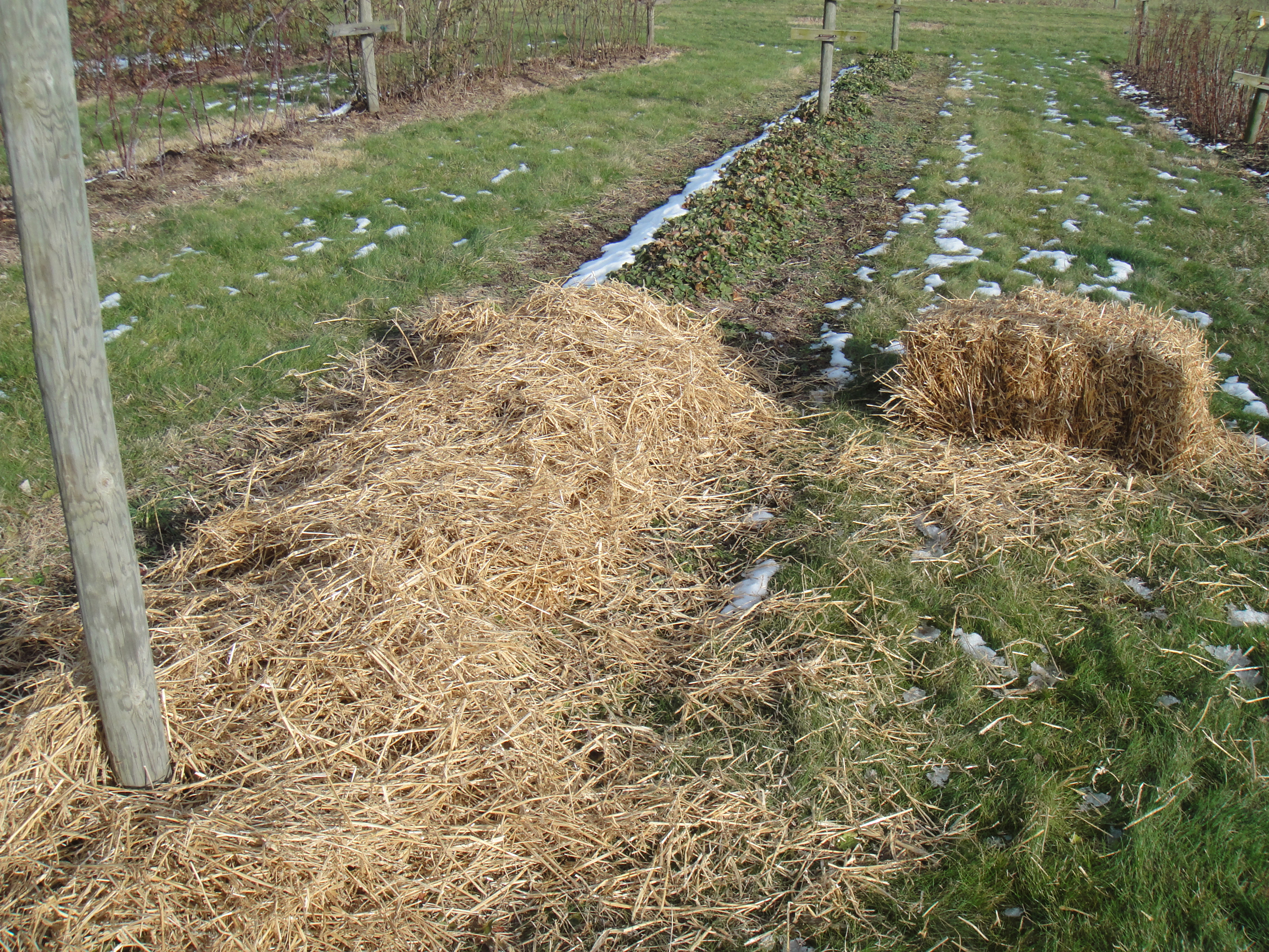 wheat straw for mulch