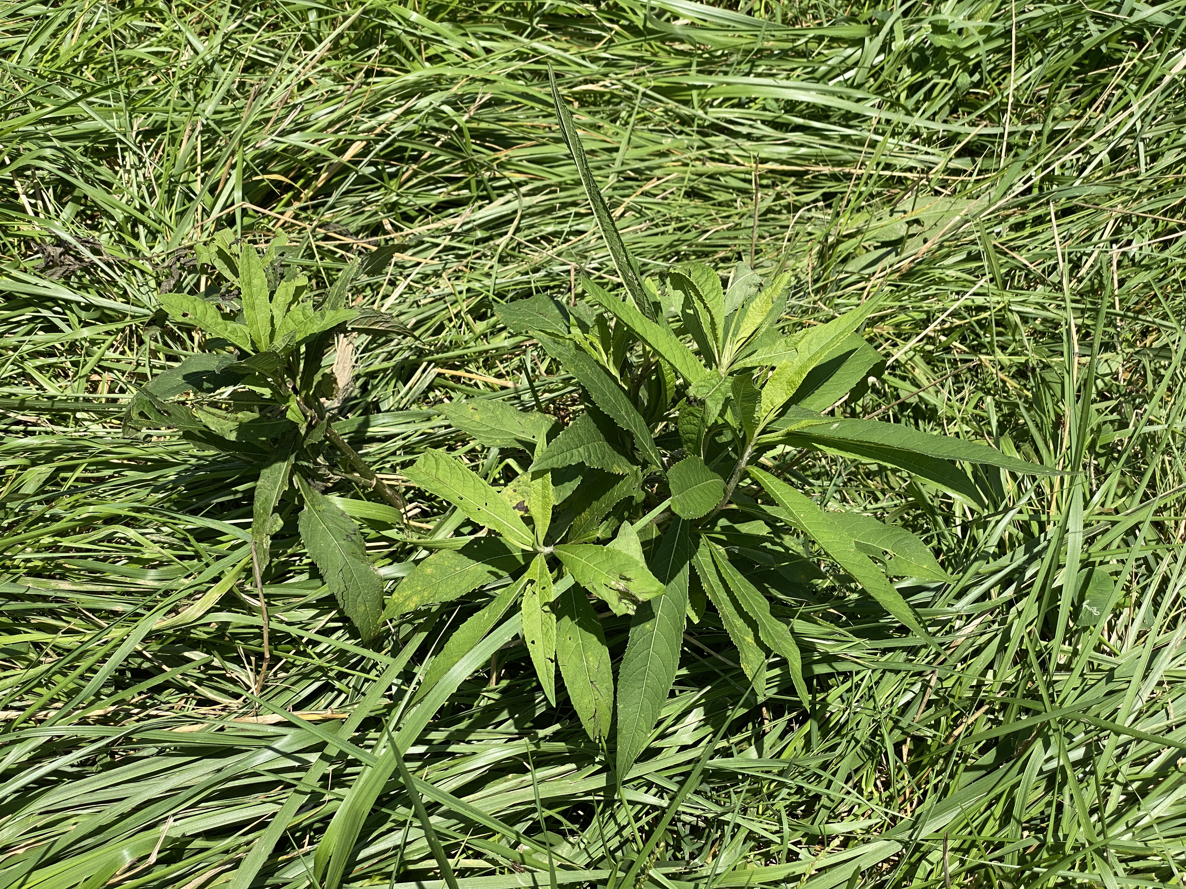 Ironweed plant infesting a grass pasture 
