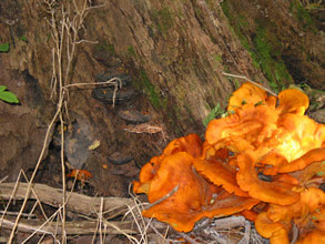 Clusters of Jack-O-Lantern fungi  at base of tree
