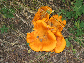Smaller groups of Jack-O-Lantern fungi  on rotting roots