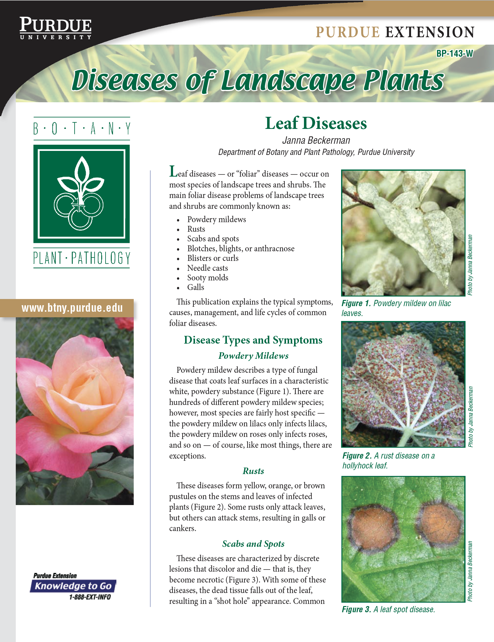 Leaf Diseases