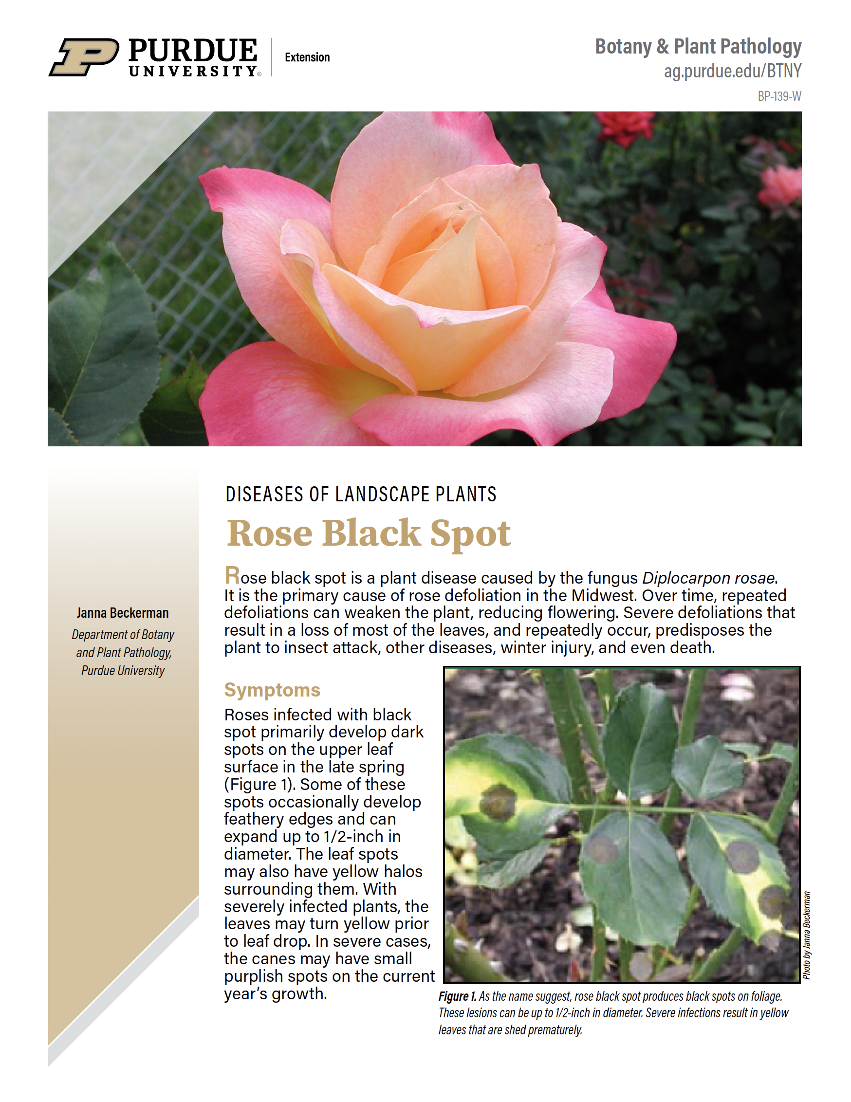 Rose) Black spot - treatment and control