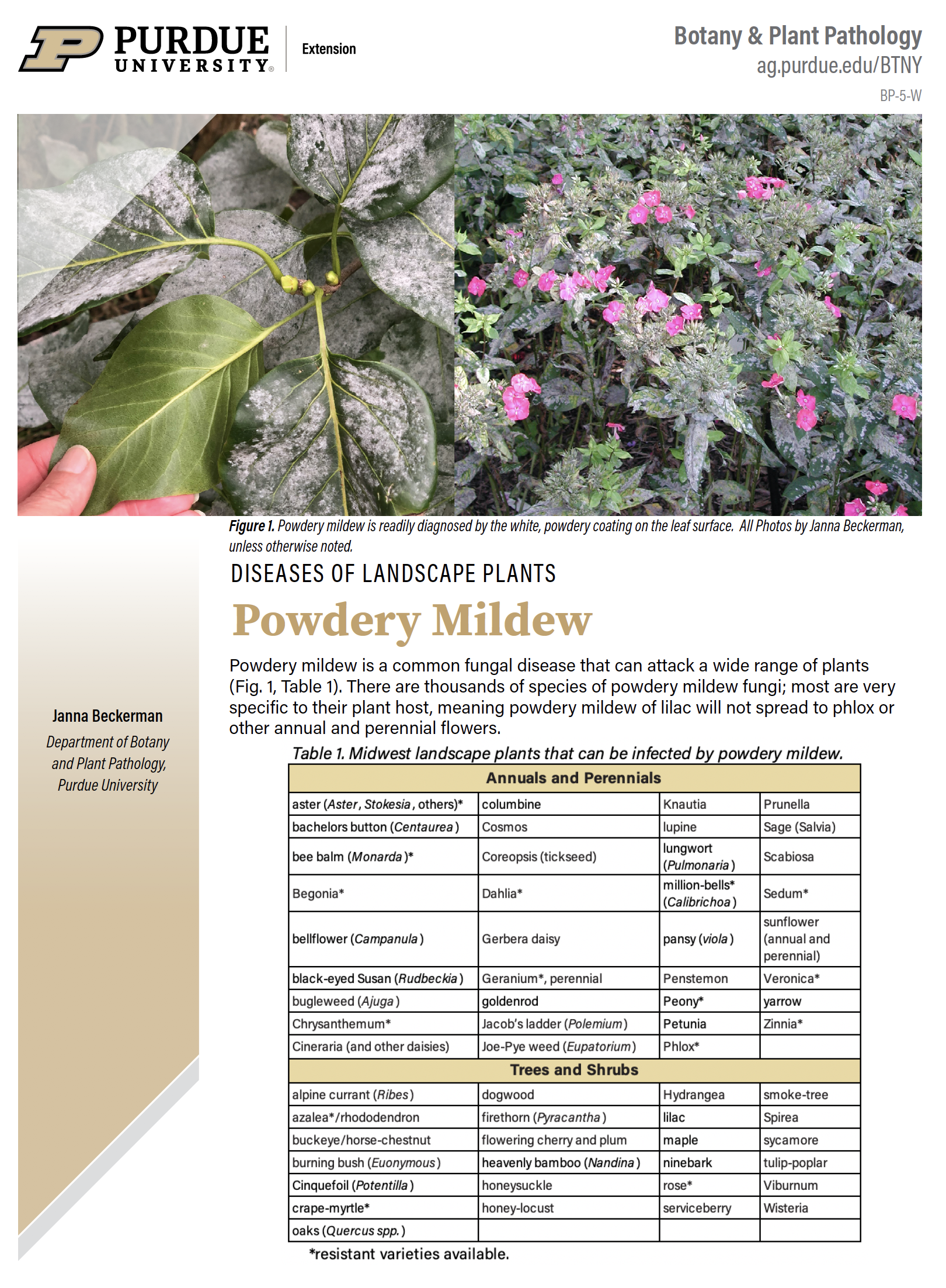 Powdery Mildew pub