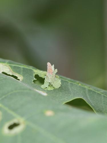 bagworm instar chewing