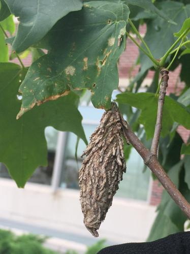 bagworm on maple