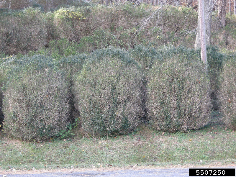 boxwood blight