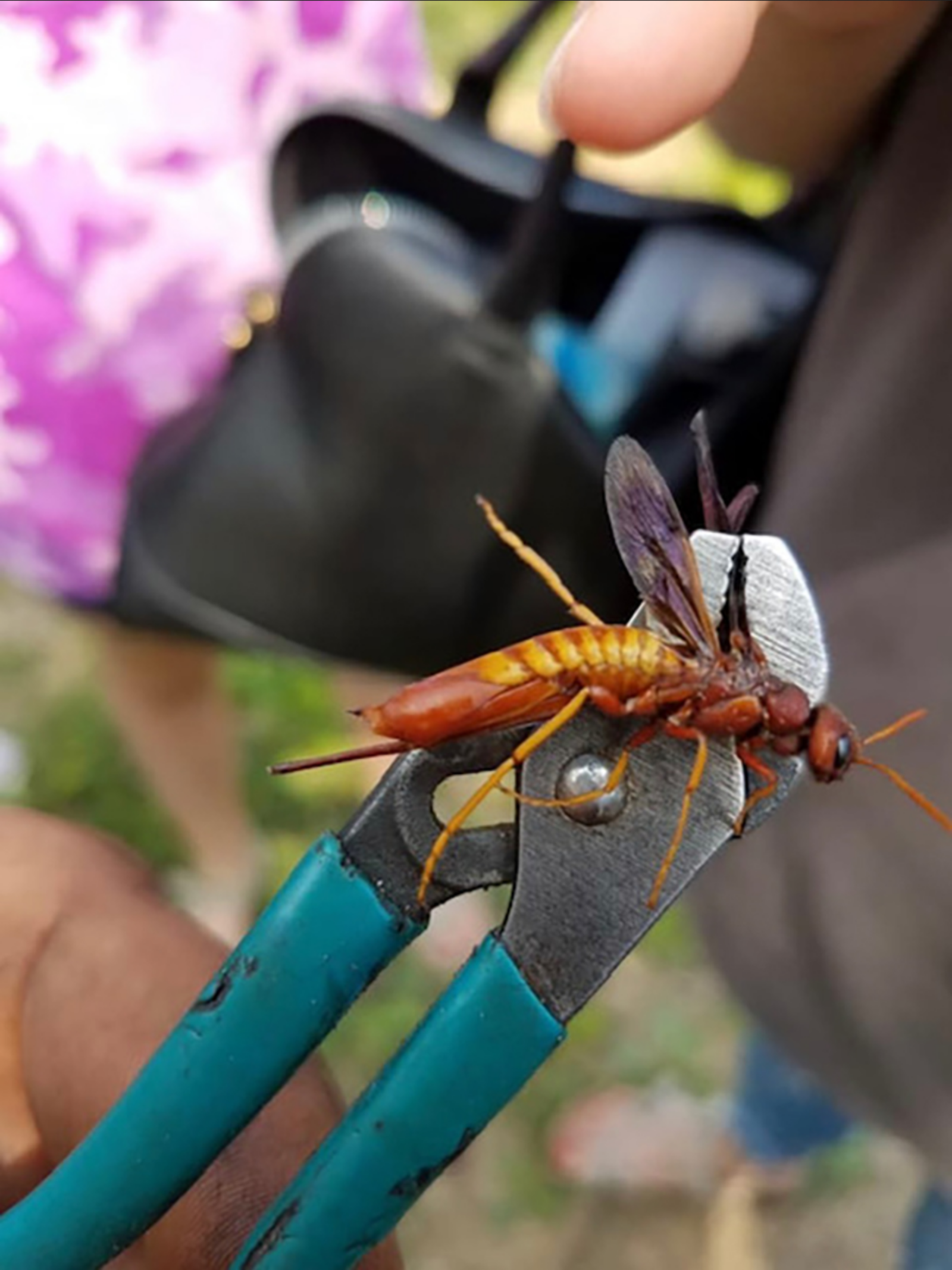 Venom WASP -Polarized