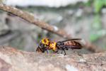 asian giant hornets