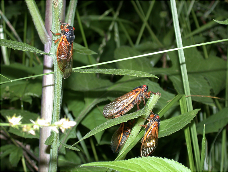 Adult periodic cicada