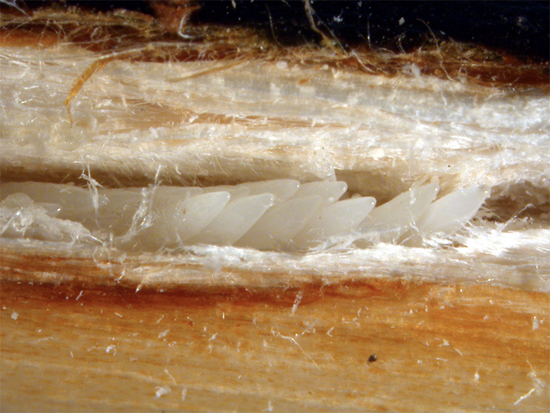 Periodic cicada eggs in stems