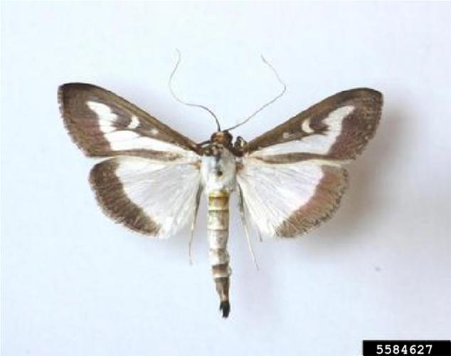 Boc Tree Moth