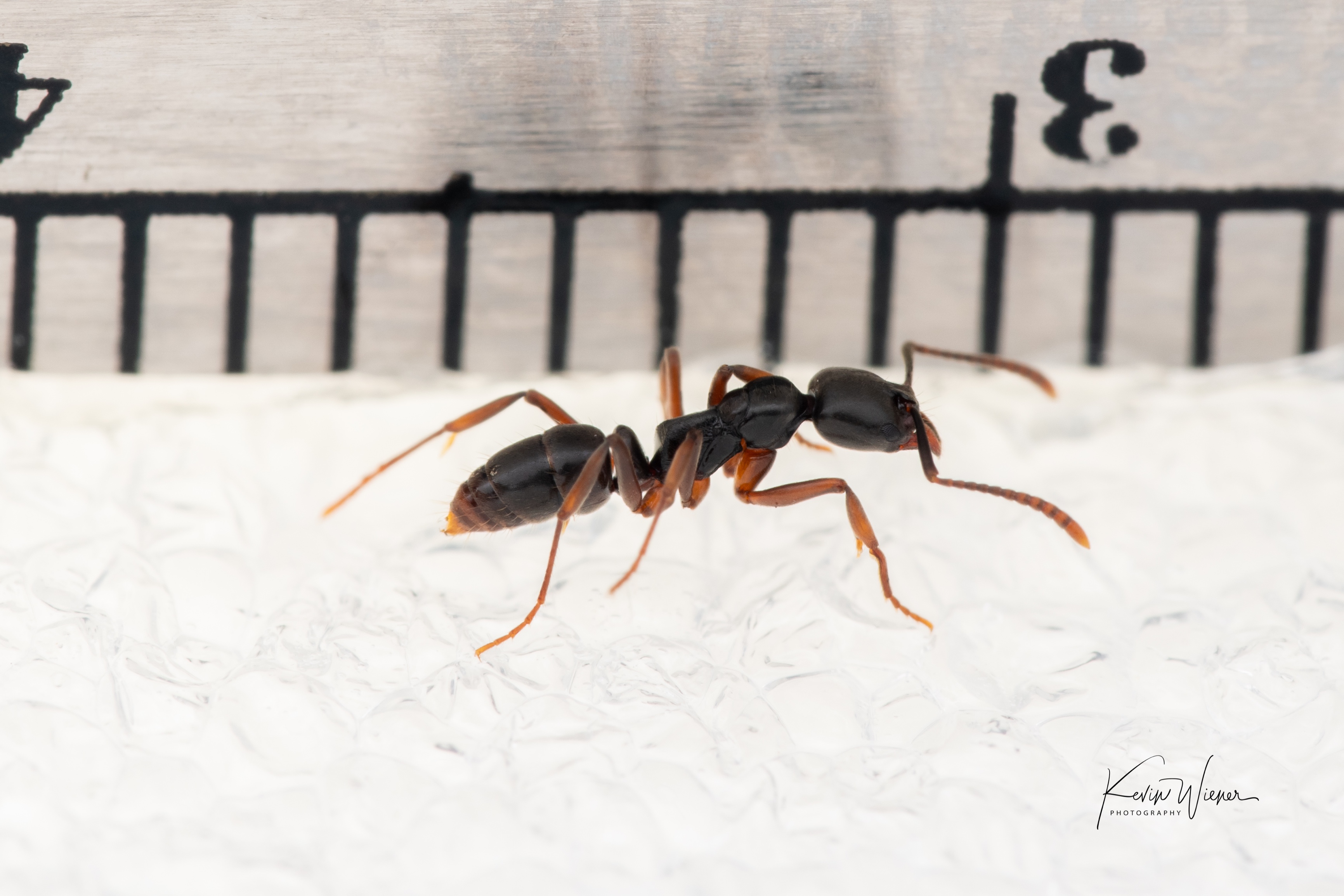 Relative size comparison of Asian needle ant