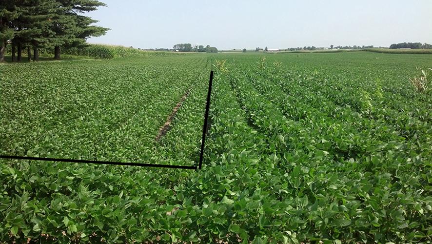 stunted soybeans in straight line