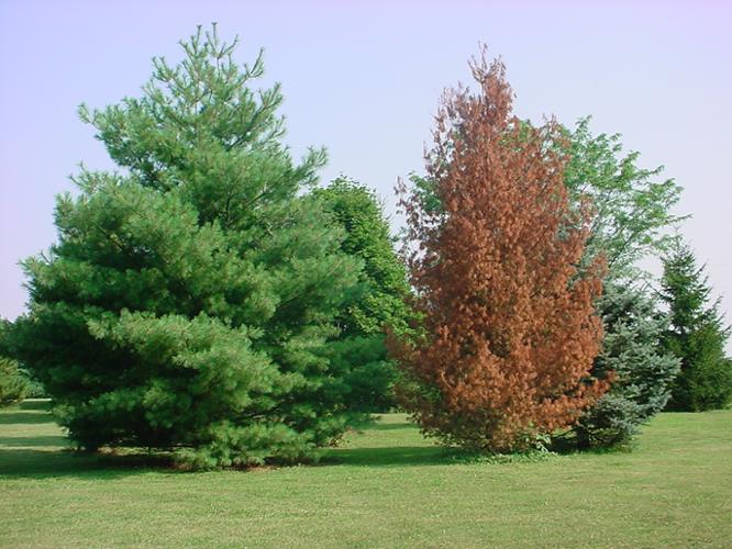 white pine decline