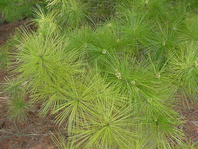 healthy white pine