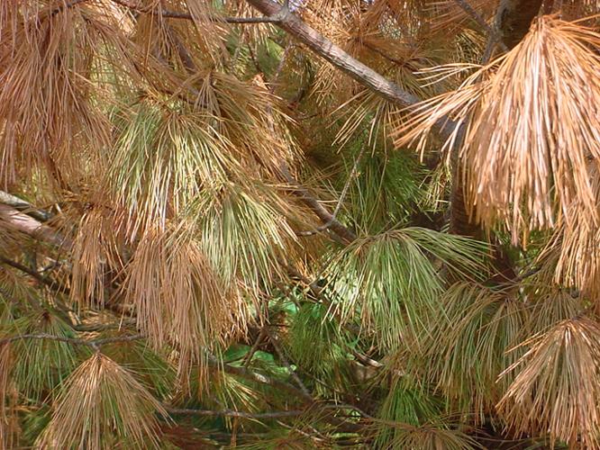 white pine decline