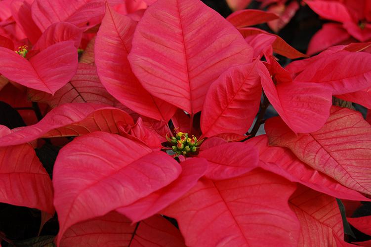 poinsettia