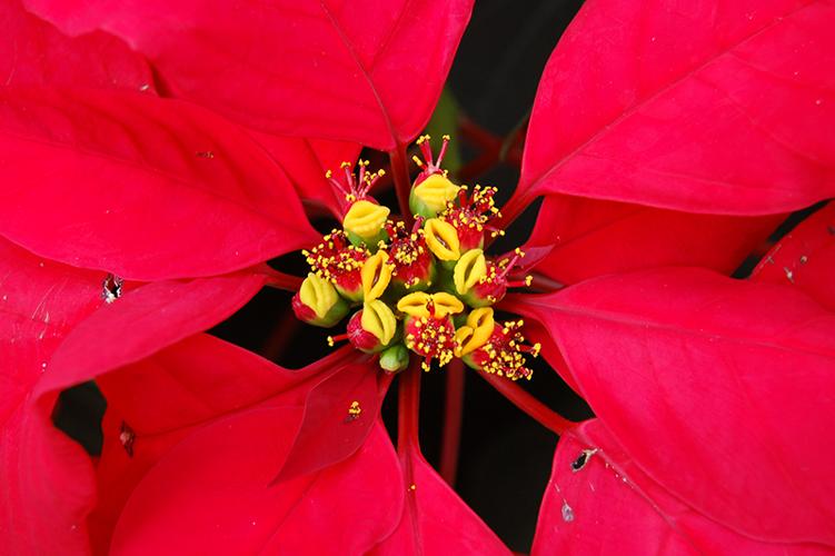 poinsettia close up