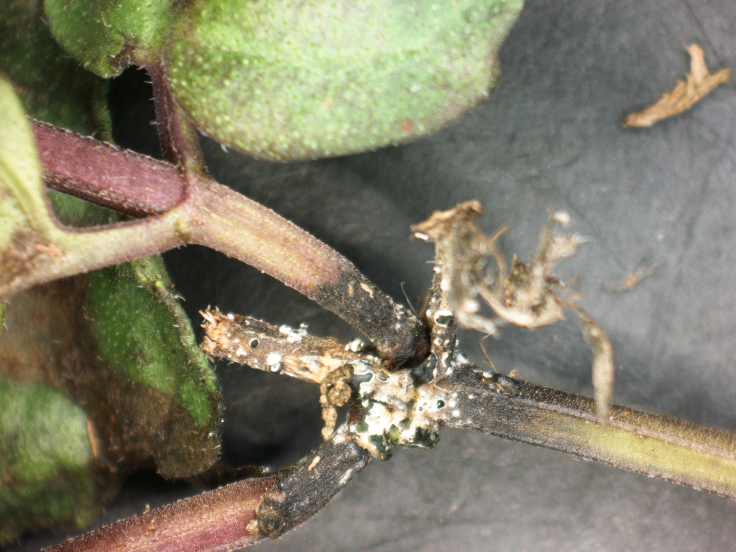 Myrothecium stem canker