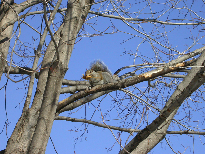 grey squirrel on red maple