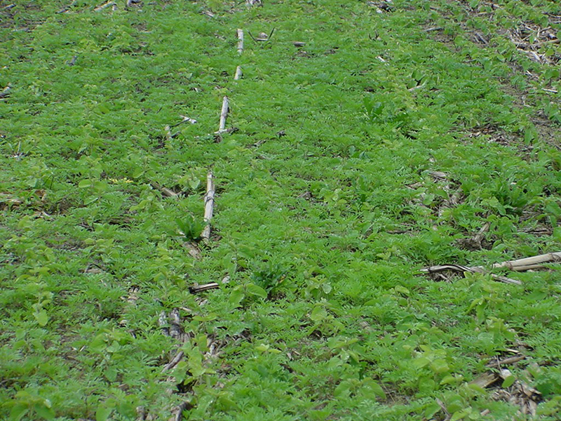 Image of a field of giant ragweed plants