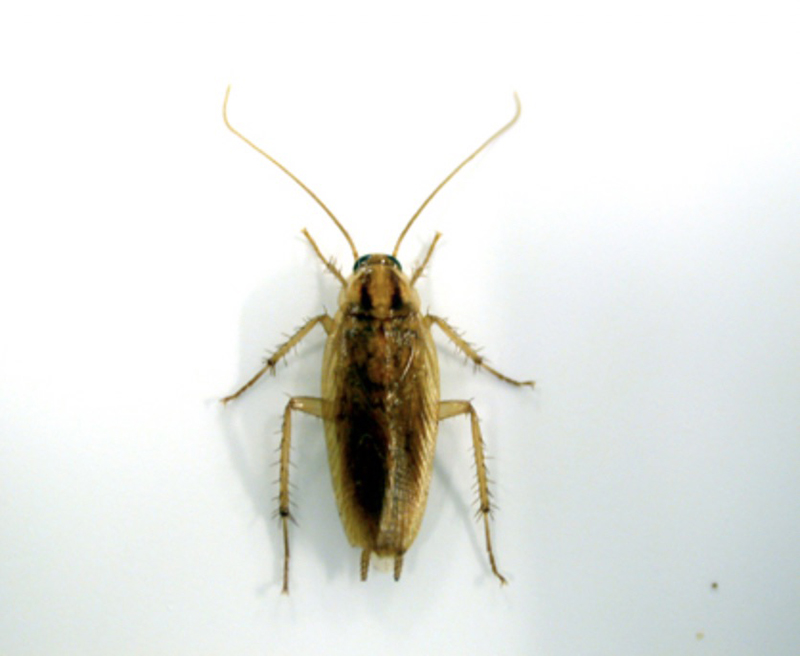 German cockroach