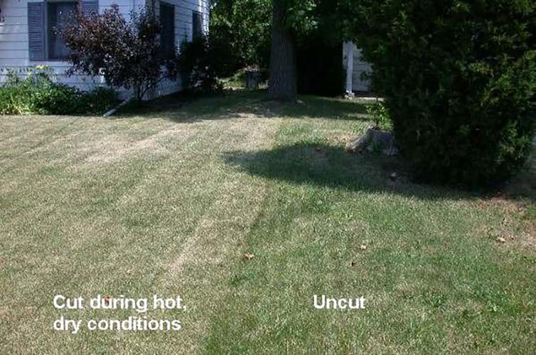 cut lawn vs uncut lawn