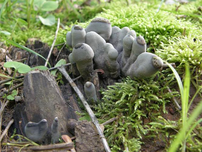 dead mans fingers