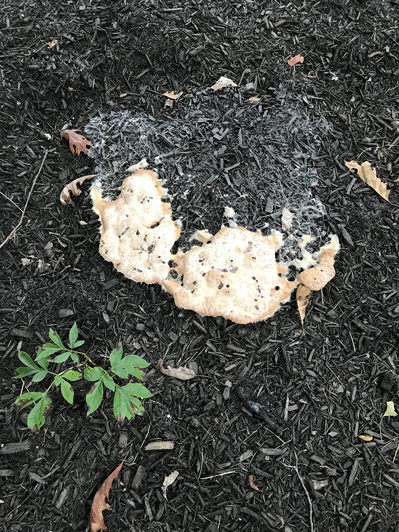What's that growing on my mulch? 