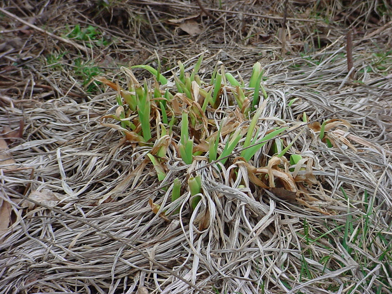 spring daylily