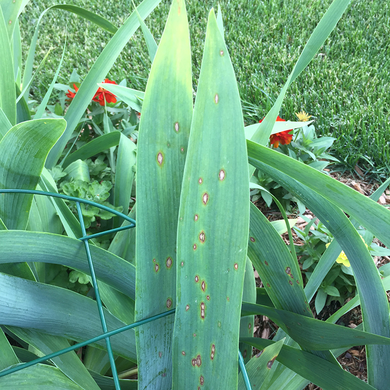 close up of iris leaf spot
