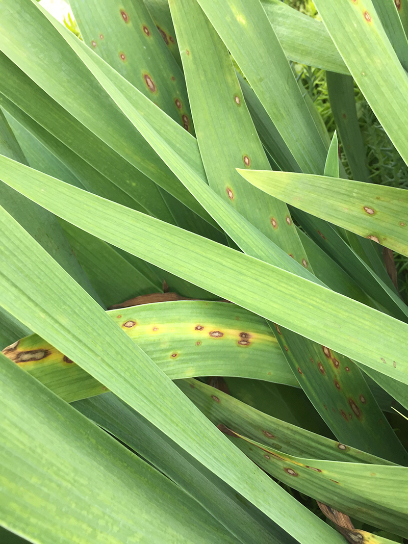 iris leaf spot
