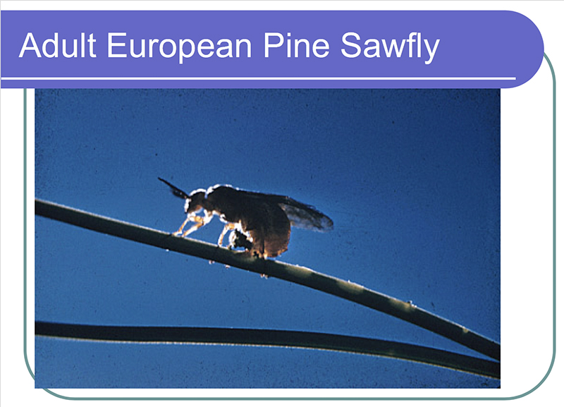 pine sawfly adult