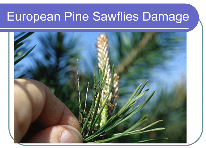 pine sawfly damage