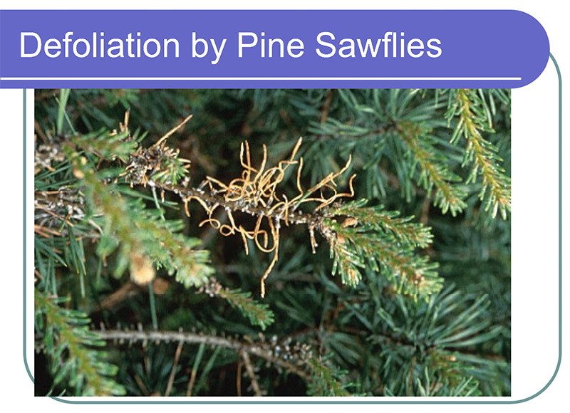 defoliation caused by pine sawfly